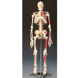 Large Numbered Skeleton Study Aid