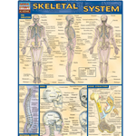 Barcharts Skeletal System