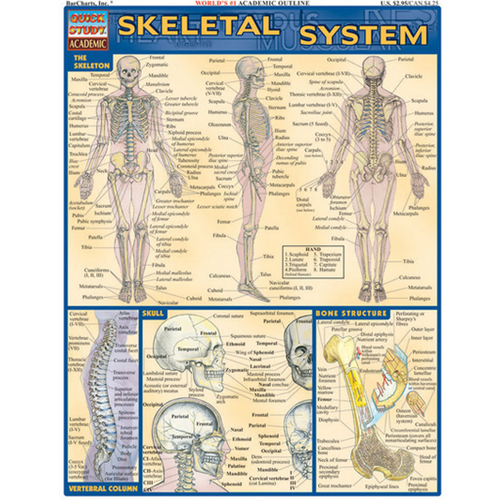 OTC Bookstore - Barcharts Skeletal System