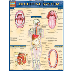 barcharts Digestive System