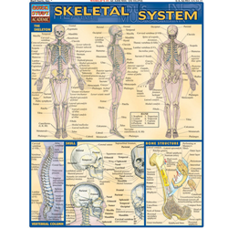 Barcharts Skeletal System