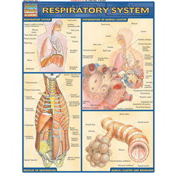 Barcharts Respiratory System