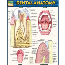 QUICKSTUDY DENTAL ANATOMY LAMINATED STUDY GUIDE