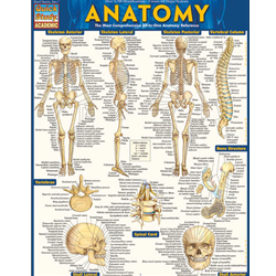 Barcharts: Anatomy